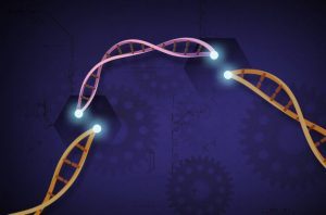 Photo from National Human Genome Research Institute. Credit: Ernesto del Aguila III, NHGRI.